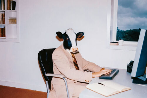 cow-in-suit-and-tie-sitting-in-office-chair-using-.jpg